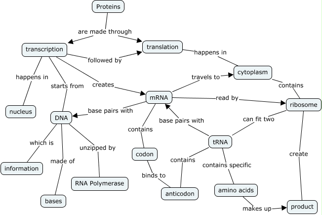 Protein Synthesis Concept Map.cmap?rid=1NYL066BJ 2W4H4M 2F6J&partName=htmljpeg